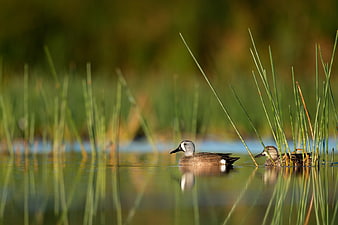 Two ducks swimming in calm water with reeds