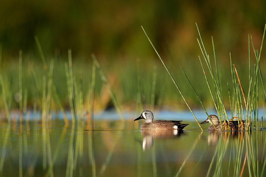 Two ducks swimming in calm water with reeds