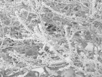 Frosty Branches Close-Up in Black and White