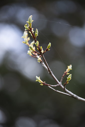 Close-up of fresh green tree buds on a branch in spring
