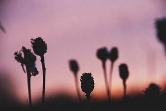 Silhouetted Wildflowers Against a Soft Pink Sunset Sky