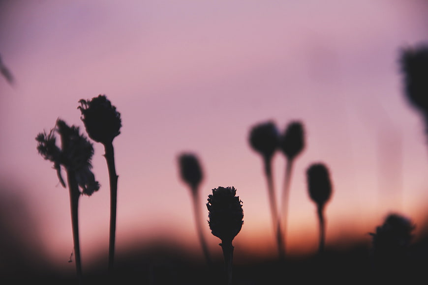Silhouetted Wildflowers Against a Soft Pink Sunset Sky