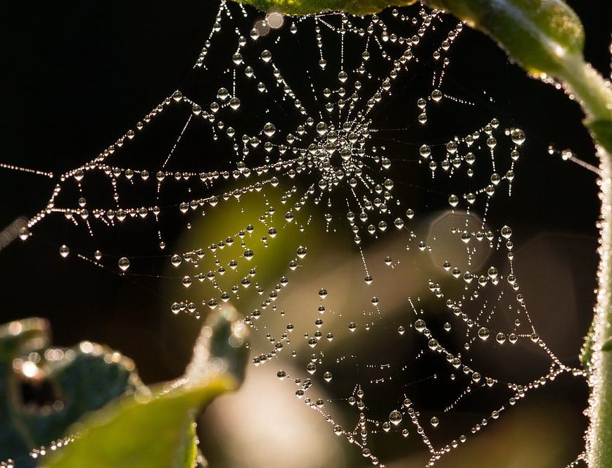 Dew Drops on Spider Web in Morning Sunlight