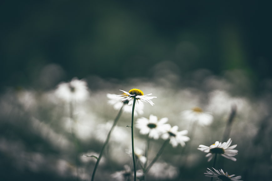 Close-up of white daisies in a blurred field