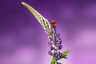 Two Ladybugs on Purple Lupine Flower with Blurred Background