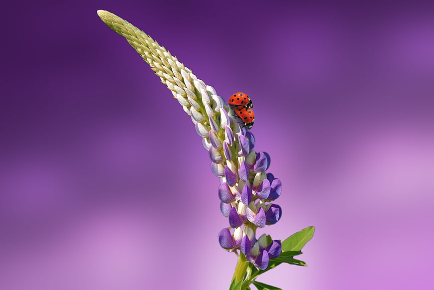 Two Ladybugs on Purple Lupine Flower with Blurred Background