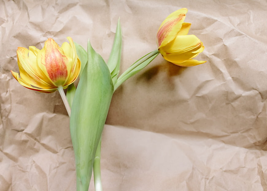 Yellow and Red Tulips on Crumpled Brown Paper Background