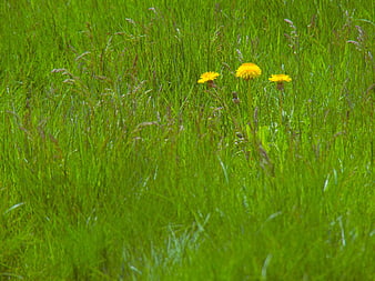 Yellow Dandelions Blooming in Green Grass Field