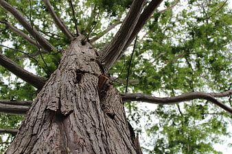 Low angle view of tall tree trunk with green canopy