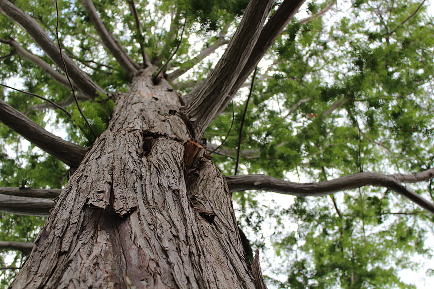 Low angle view of tall tree trunk with green canopy