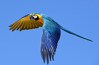 Blue and Gold Macaw Flying Against Blue Sky