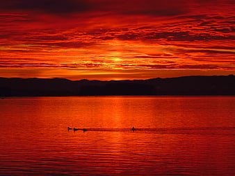 Vibrant Red Sunset Over Lake with Silhouetted Birds