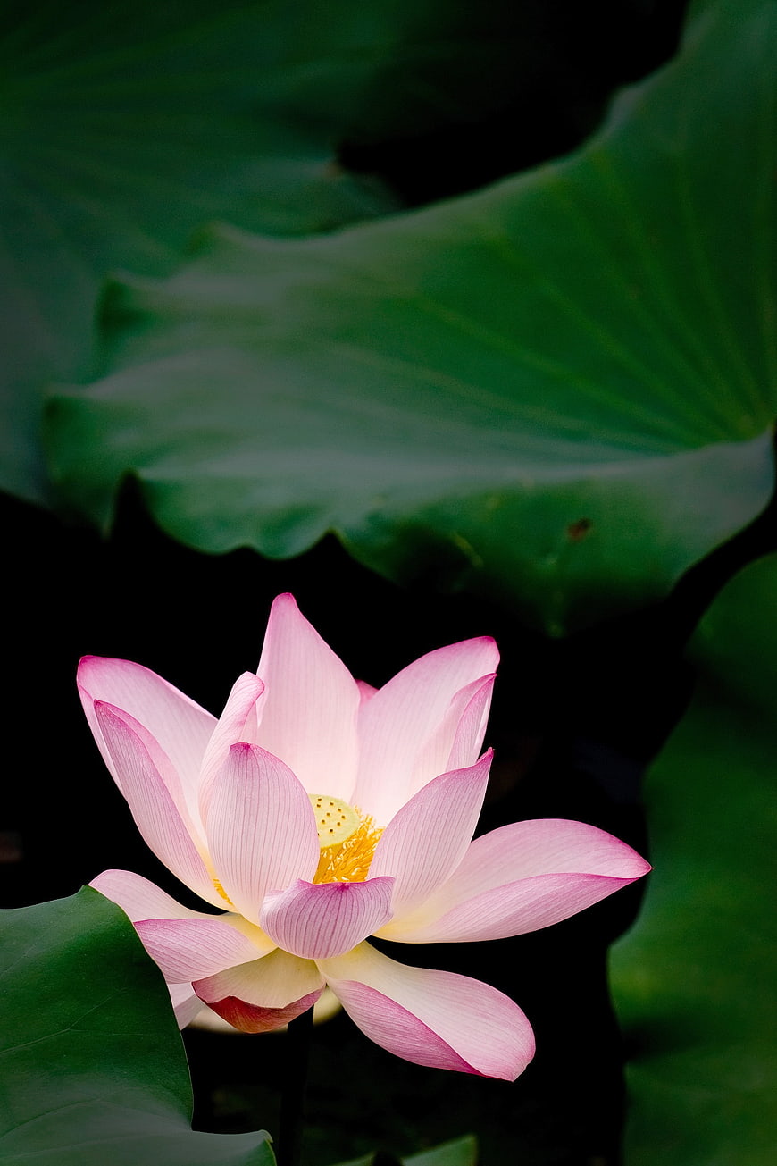 Pink Lotus Flower Blooming Against Dark Green Leaves