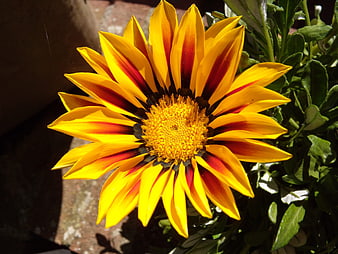 Close-up of vibrant yellow and red gazania flower in sunlight