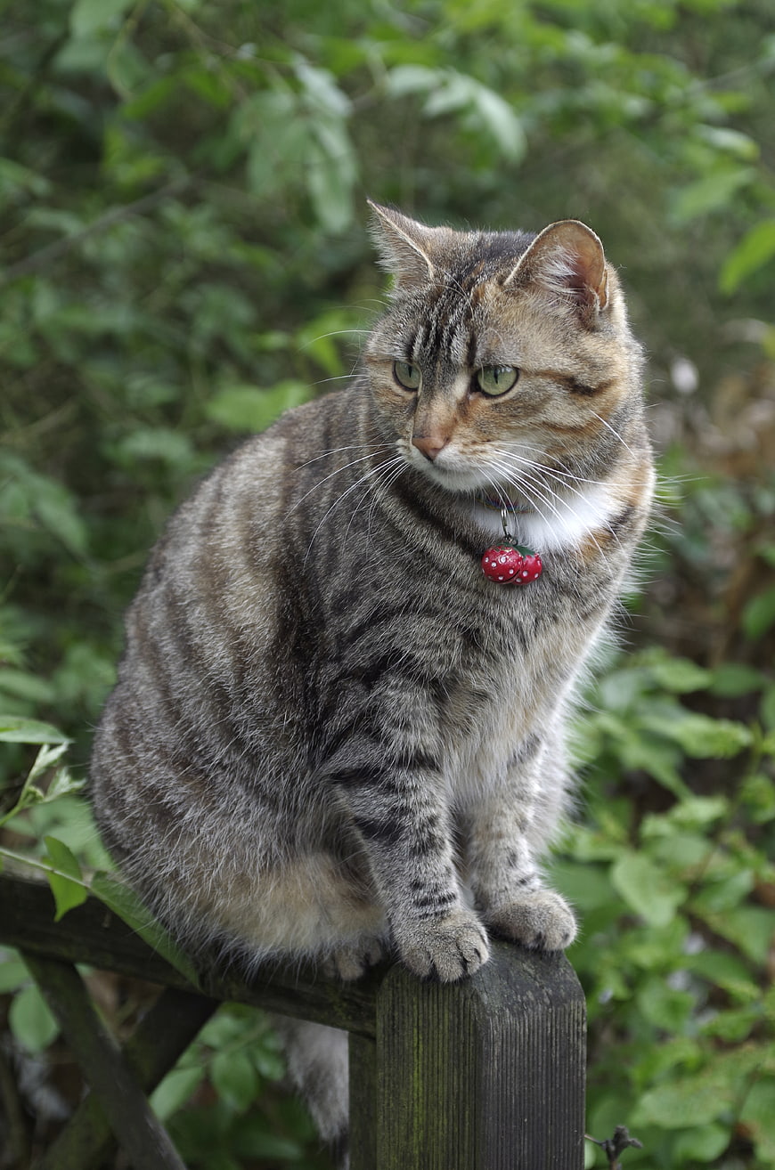 Tabby Cat with Red Bell Sitting on Wooden Fence