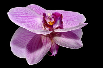 Pink Orchid Bloom on Black Background