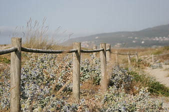 Rustic wooden fence in coastal dune landscape with thistles