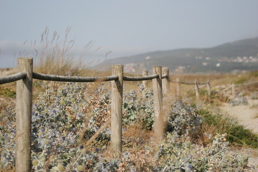 Rustic wooden fence in coastal dune landscape with thistles