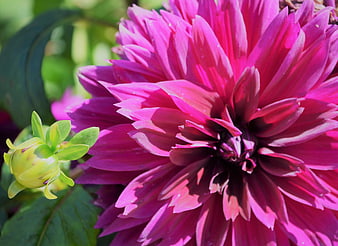 Vibrant Pink Dahlia Bloom Close-Up with Green Bud