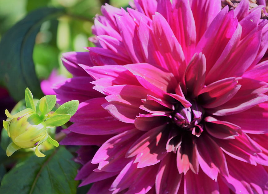 Vibrant Pink Dahlia Bloom Close-Up with Green Bud