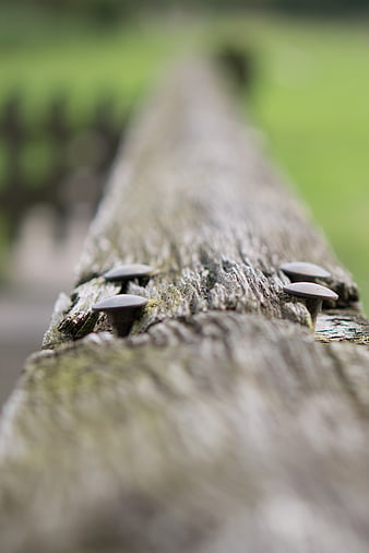 Close-up of rusty nails in weathered wooden fence post