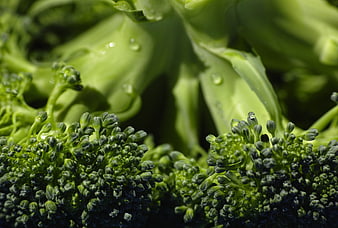 Close-up of fresh green broccoli with water droplets