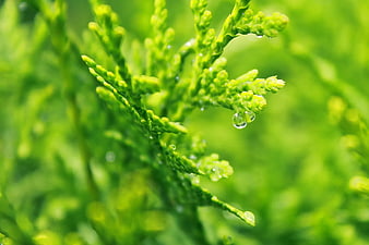 Close-up of green cedar branch with water droplets