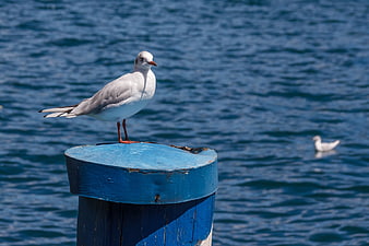 Seagull Perched on Blue Wooden Post Against Deep Blue Water