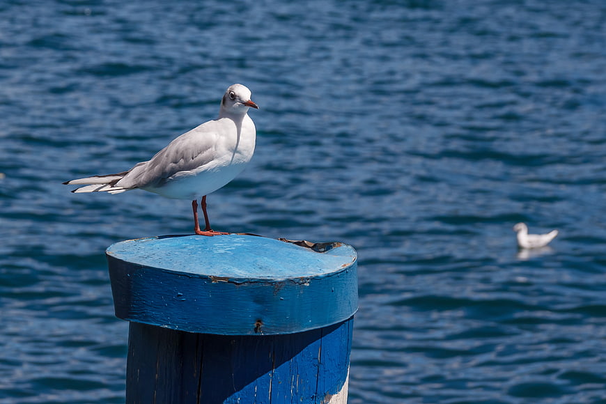 Seagull Perched on Blue Wooden Post Against Deep Blue Water