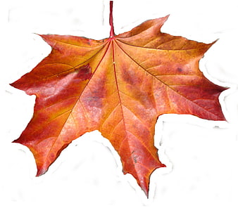 Red and Orange Maple Leaf on White Background