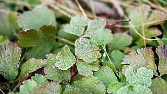 Close-up of frosty green leaves in winter nature