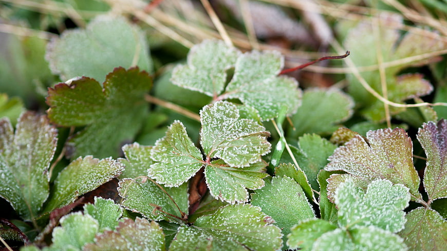 Close-up of frosty green leaves in winter nature