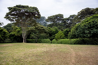 Grassy Park Landscape with Large Trees and Overcast Sky