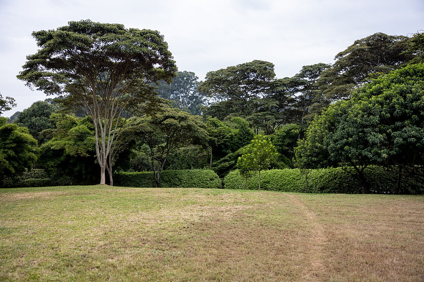 Grassy Park Landscape with Large Trees and Overcast Sky