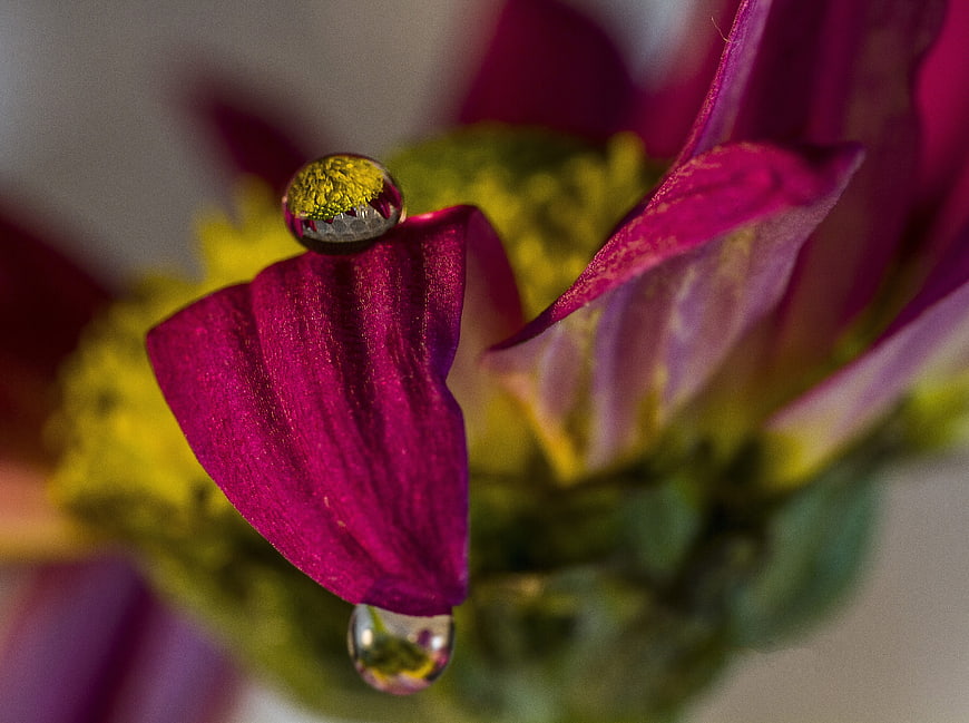 Macro photography of water droplets on a vibrant purple flower petal