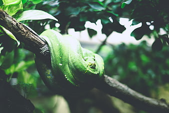 Green Tree Python Coiled on Branch in Jungle