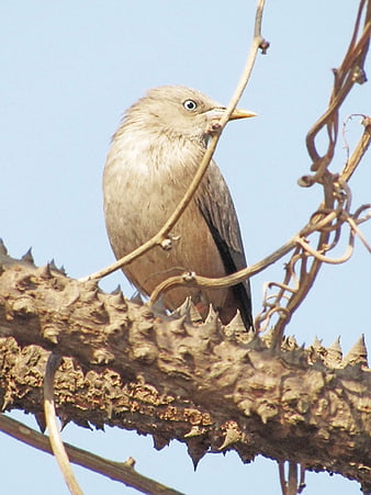 White-headed starling perched on thorny branch