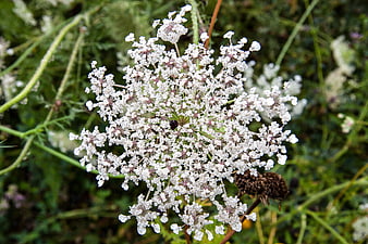 Close-up of Queen Anne's Lace Wildflower in Summer Meadow