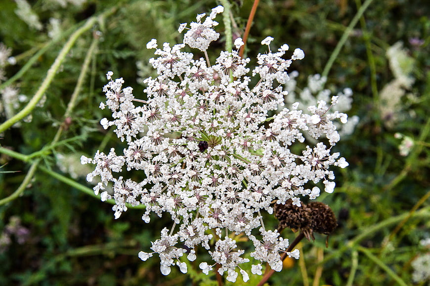 Close-up of Queen Anne's Lace Wildflower in Summer Meadow