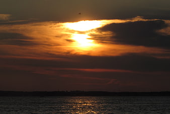 Dramatic Sunset Over Water with Silhouette of Bird