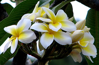 Close-up of white and yellow plumeria flowers on a branch