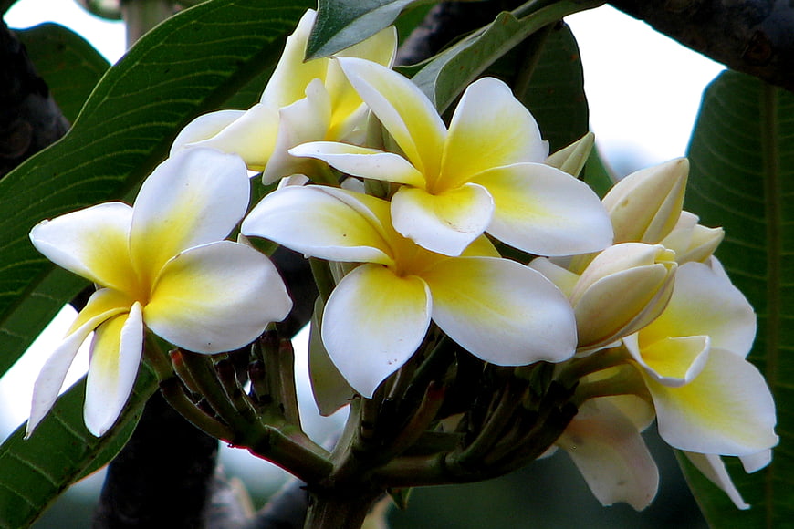 Close-up of white and yellow plumeria flowers on a branch