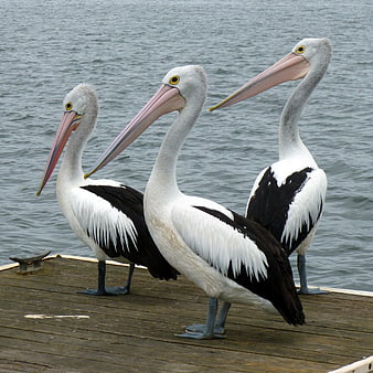 Three Australian Pelicans Standing on Wooden Dock