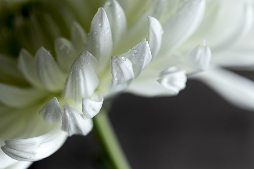 Close-up of white chrysanthemum with water droplets