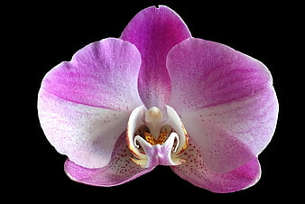 Pink Orchid Close-Up on Black Background