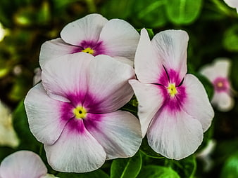 Close-up of white and pink periwinkle flowers with green leaves