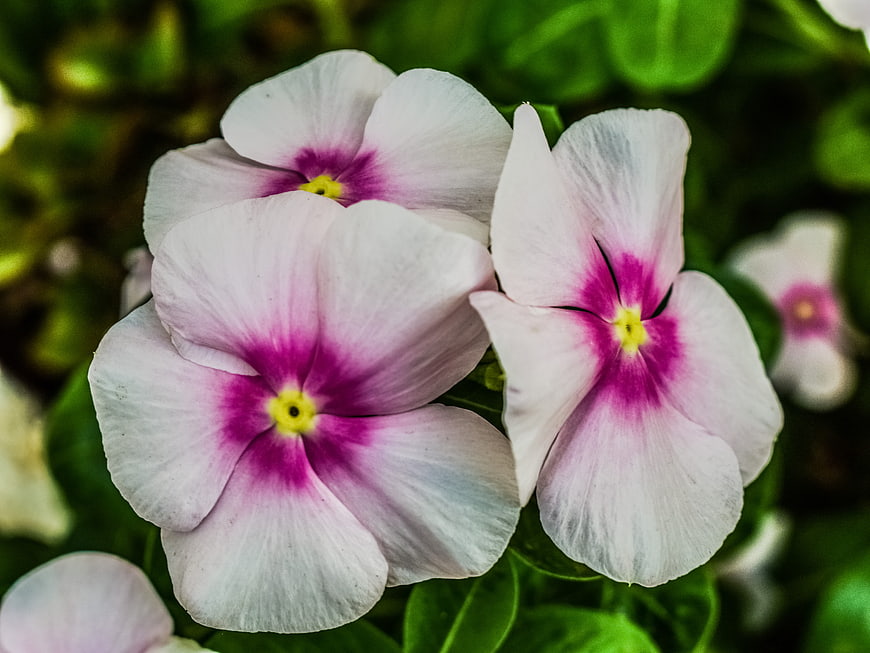 Close-up of white and pink periwinkle flowers with green leaves