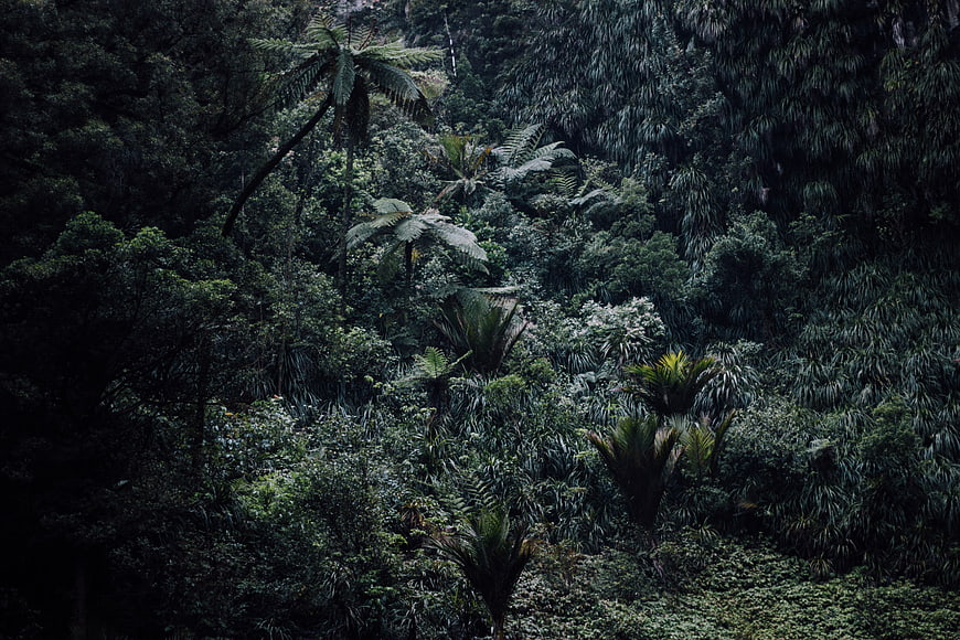 Dark moody tropical rainforest with dense green foliage