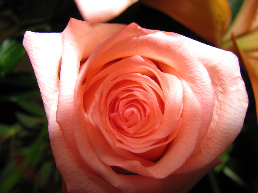 Close-up of a vibrant pink rose with spiral petals