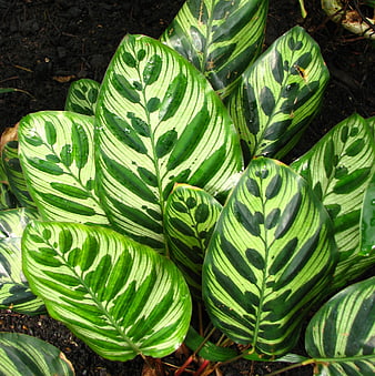 Close-up of Calathea Ornata with Striped Green Leaves